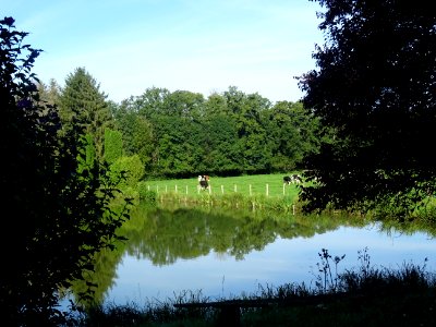 Petit étang et vaches au pré entre Bazincourt-sur-Saulx et… 