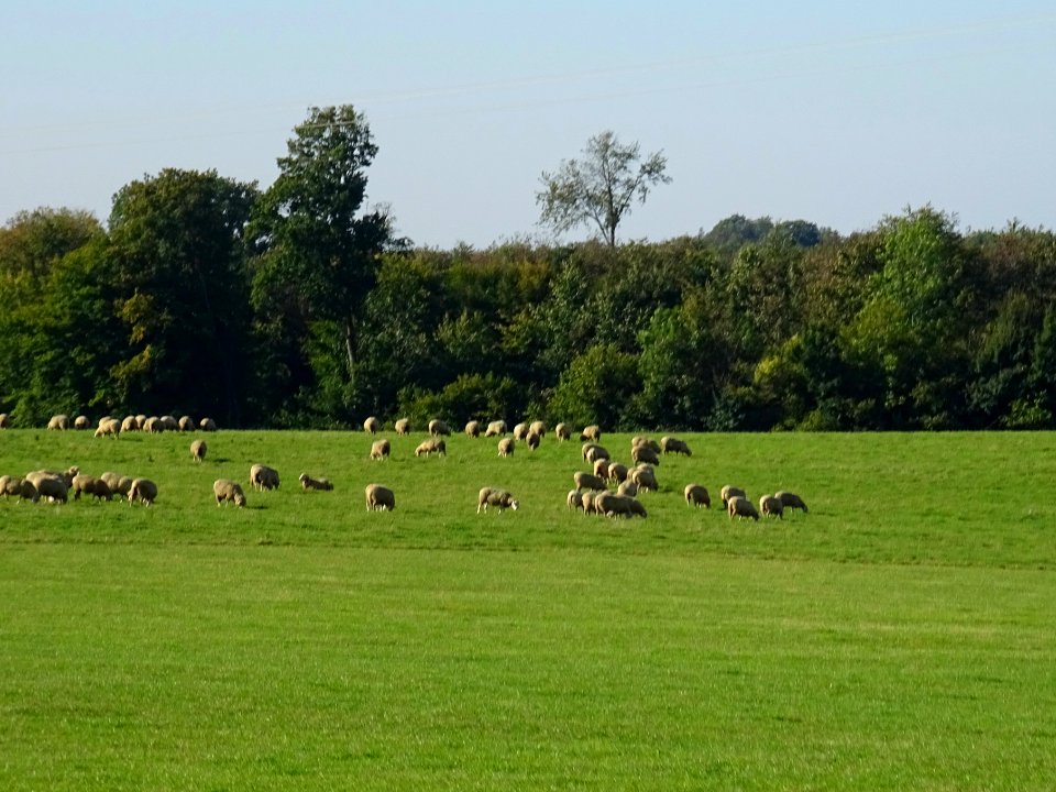 Moutons entre Bar-le-Duc et Montplonne, Meuse 