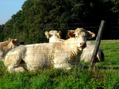 Vaches au pré à la ferme du Chêne, entre Bar-le-Duc et Mon… 
