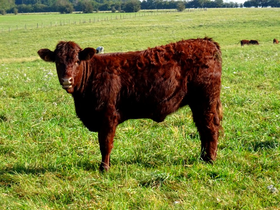 Veau au pré à la ferme du Chêne, entre Bar-le-Duc et Montp… 