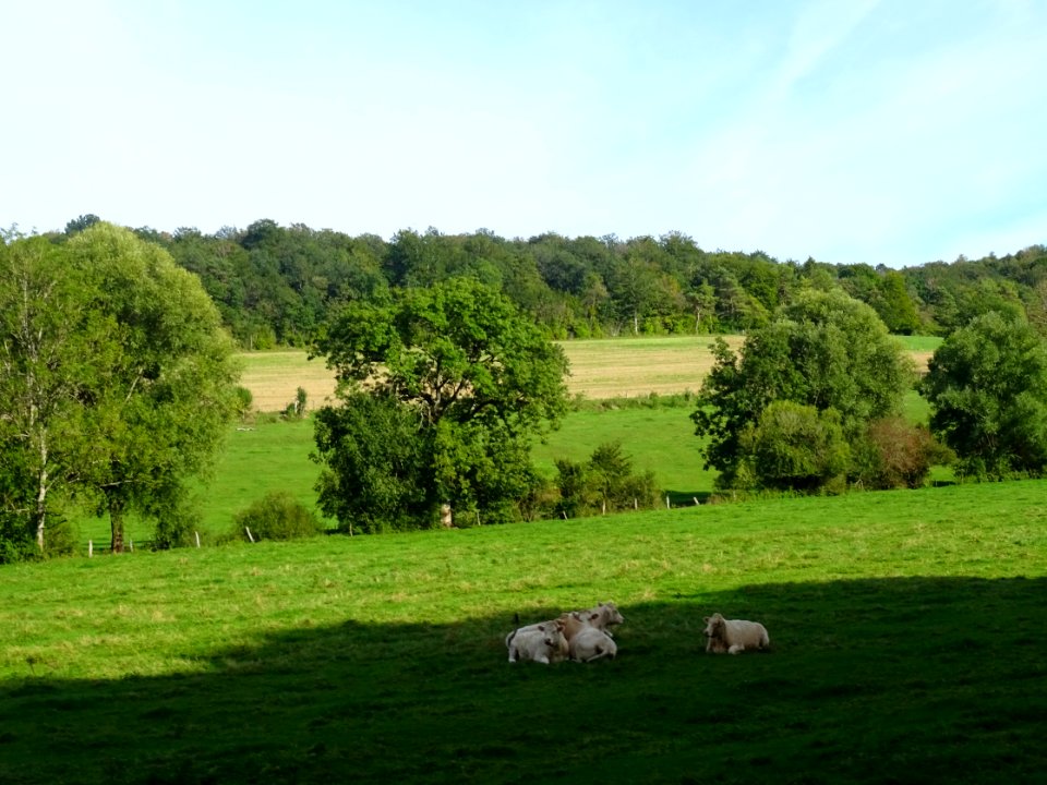Vaches au pré après Crenay, Haute-Marne 
