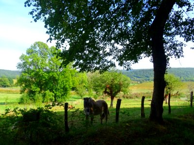 Chevaux au pré avant Vignory, Haute-Marne 