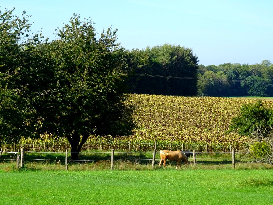 Champ de tournesols et chevaux au pré, Brauvilliers, Meuse… 