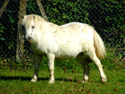 Poney au pré, Vecqueville, Haute-Marne 