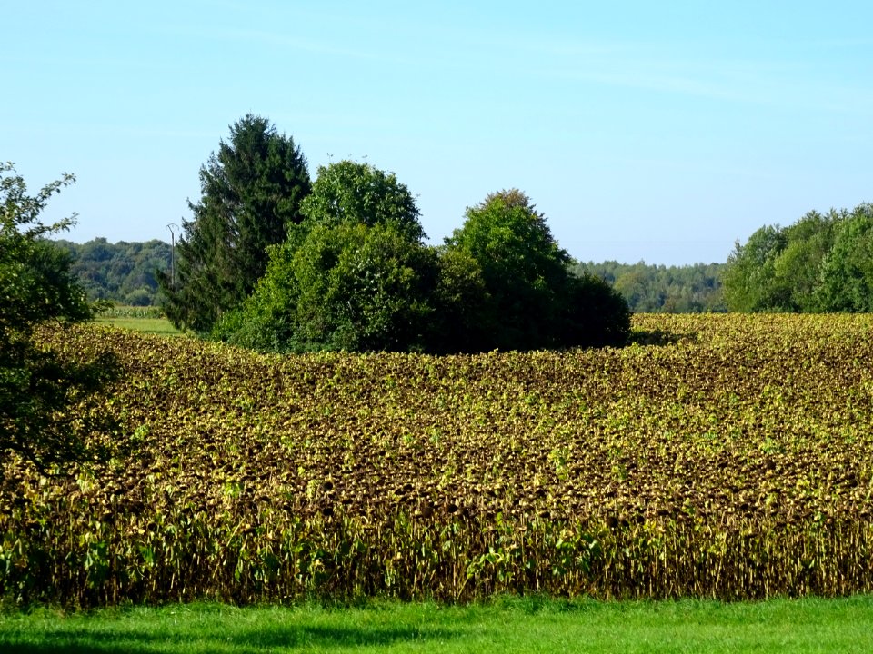 Champ de tournesols, Brauvilliers, Meuse 