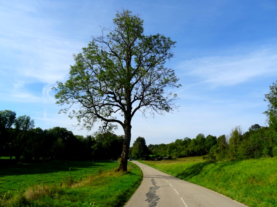 Sur la route entre Neuilly-sur-Suize et Crenay, Haute-Marn… 