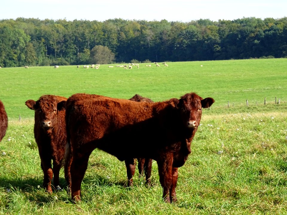 Veaux au pré à la ferme du Chêne, entre Bar-le-Duc et Mont… 