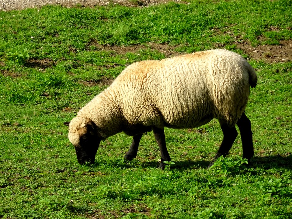 Moutons au pré, Crenay, Haute-Marne 