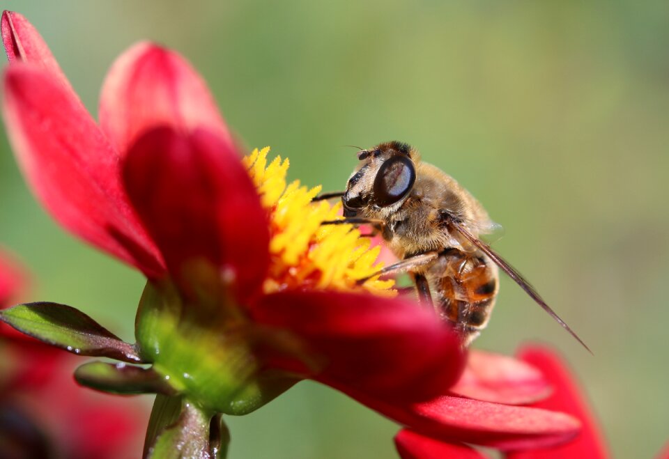 Nectar search collect nectar dahlia