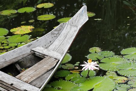 Nymphaea alba pond lotus