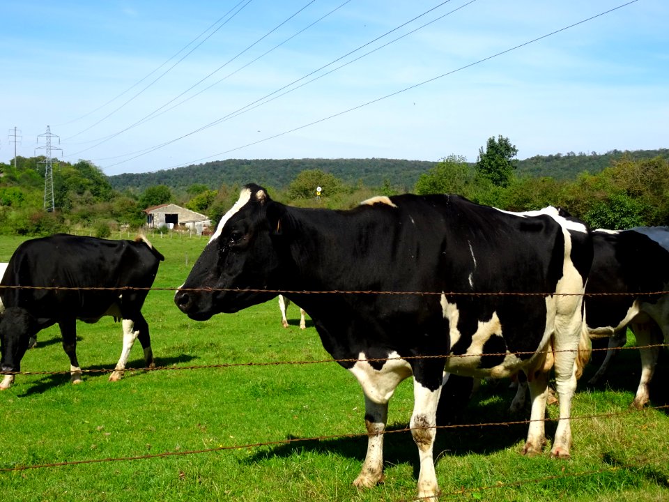 Vaches au pré avant Vignory, Haute-Marne 