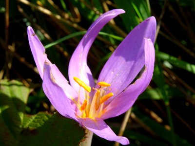 Colchique d'automne, Colchicum autumnale, Colchicacées 