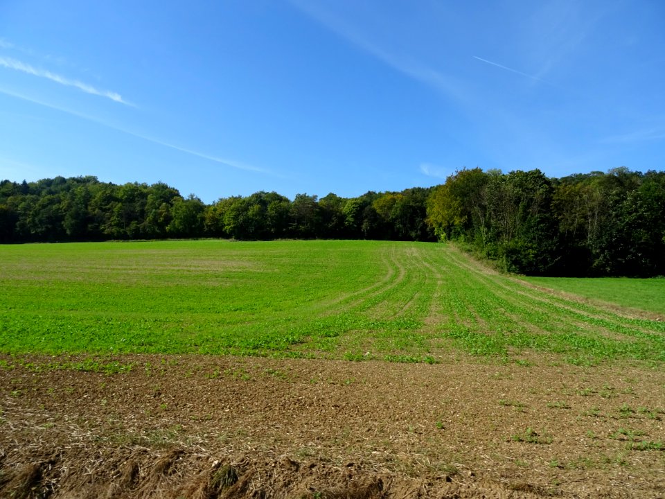Champ de ... à Rachecourt-sur-Marne, Haute-Marne 