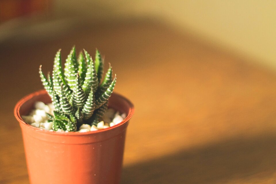 Potted succulent decoration