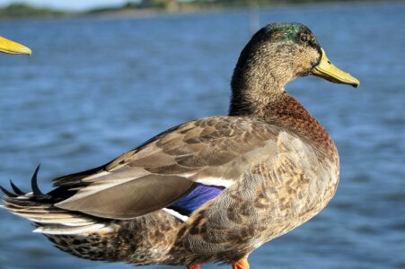 Beak feathers fauna photo