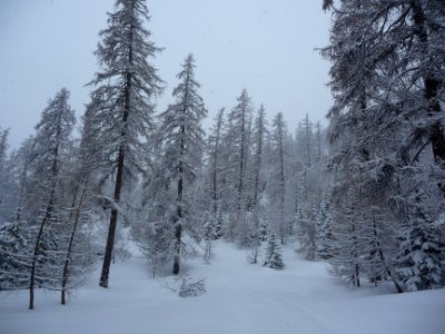 Mélèzes, tout est noir et blanc 