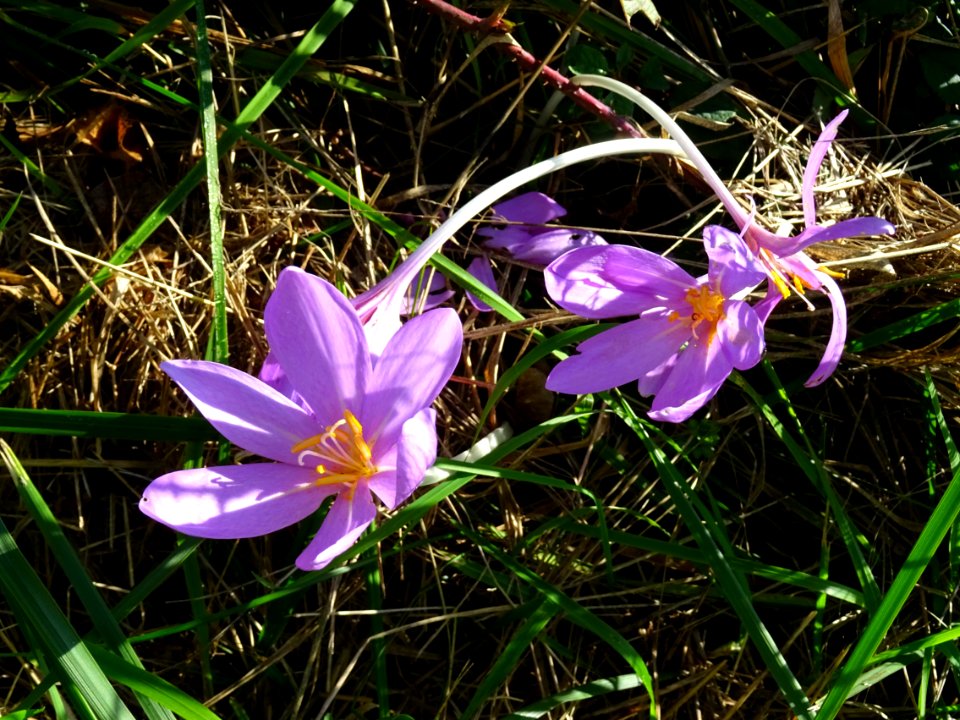 Colchique d'automne, Colchicum autumnale, Colchicacées 