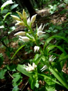Céphalanthère à longues feuilles, Cephalanthera longifolia… 
