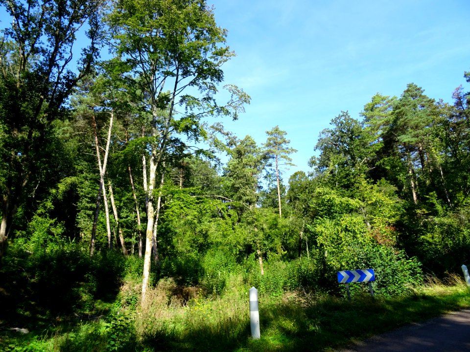 Dans la forêt de la Vallée Jacquet, avant Sommeville, Haut… 