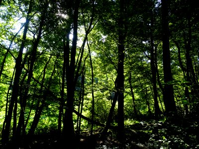 Ombre et lumière dans le sous-bois, entre Brauvilliers, Me… 