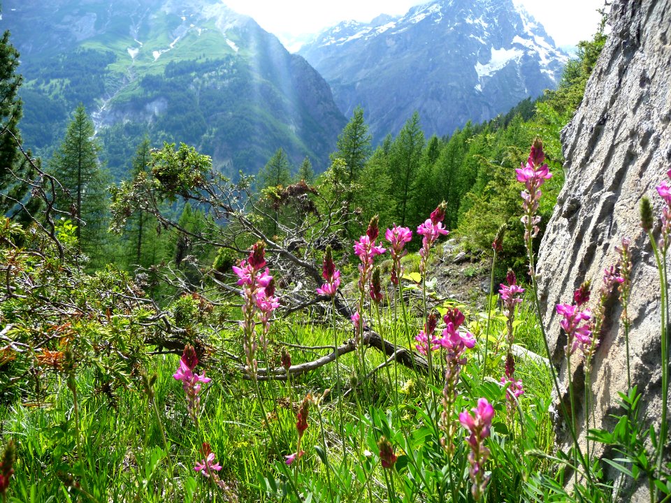Sainfoin montagnard ou Esparcette des montagnes, Onobrychi… 