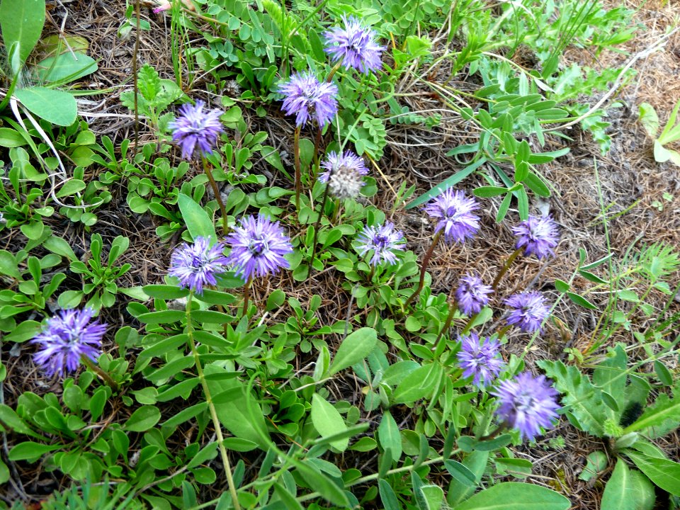 Globulaire à feuilles en cœur, Globularia cordifolia, Glob… 