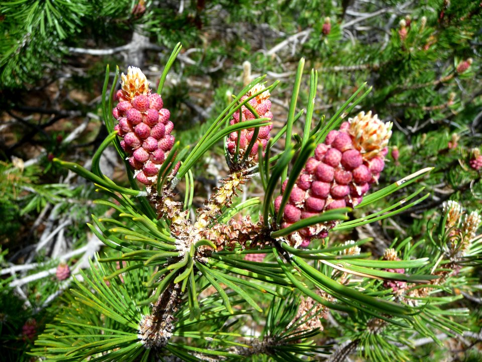 Cônes femelles du pin cembro ou pin des Alpes, Pinus cembr… 