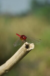 Dragon fly nature incects