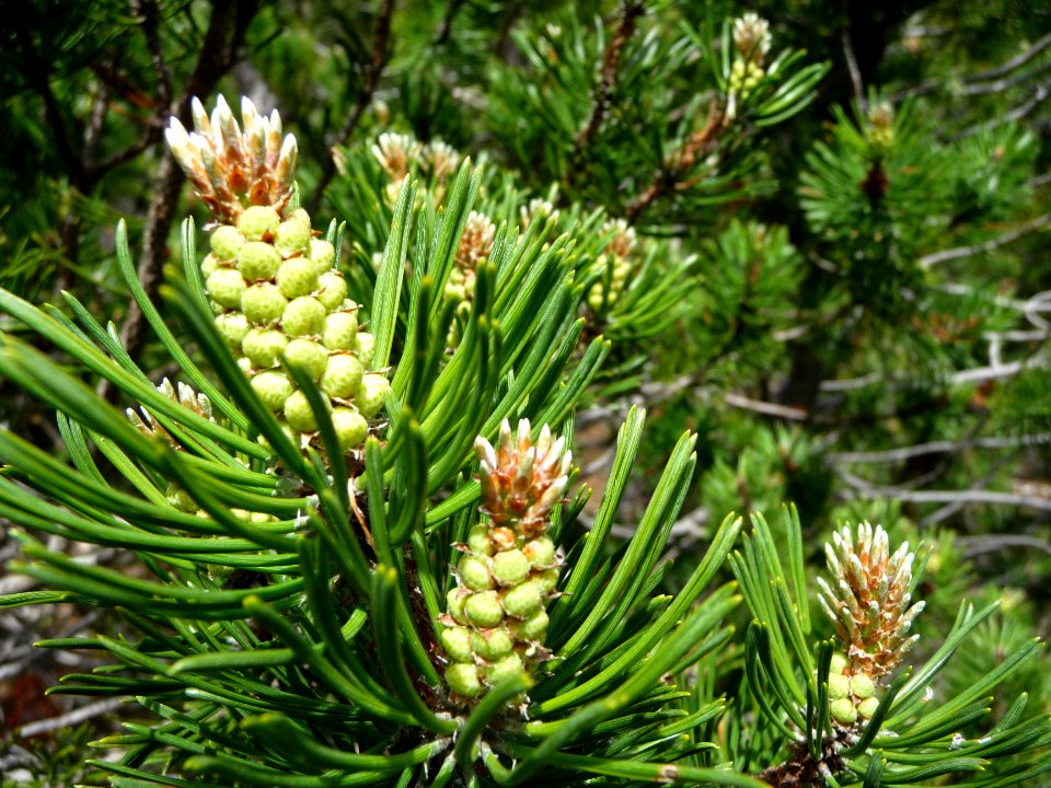 Cônes femelles du pin cembro ou pin des Alpes, Pinus cembr… 