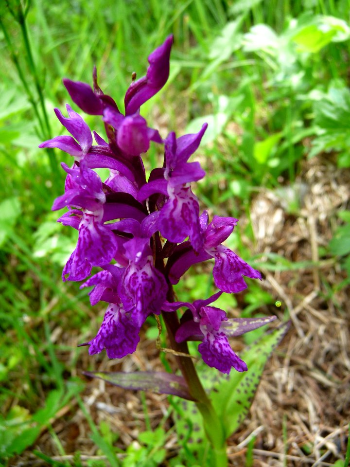Orchis de mai, Dactylorhiza majalis subsp. majalis, Orchid… 