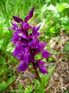 Orchis de mai, Dactylorhiza majalis subsp. majalis, Orchid… 