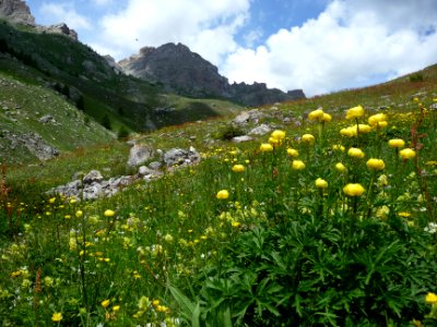 Trolle d'Europe, Trollius europaeus, Ranunculacées 