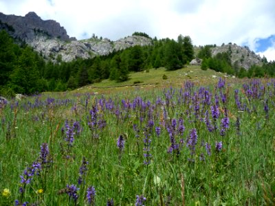 Sauge des prés, Salvia pratensis, Lamiacées 