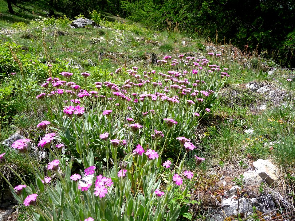 Oeillet de dieux, Lychnis flos-jovis = Silene flos-jovis, … 