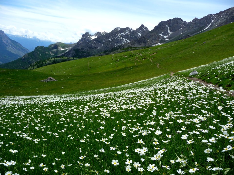 Renoncules de Küpfer, Ranunculus kuepferi, Ranunculacées 