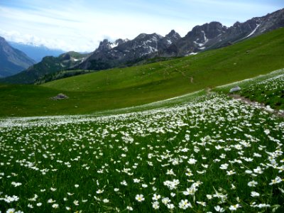 Renoncules de Küpfer, Ranunculus kuepferi, Ranunculacées 