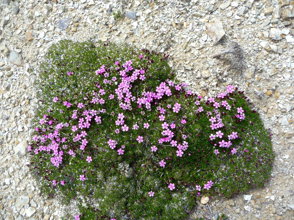 Silène acaule ou Silène des glaciers, Silene acaulis, Cary… 