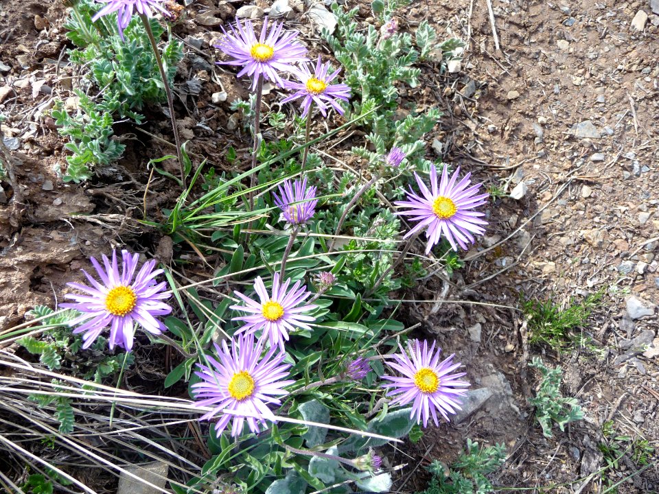 Aster des Alpes ou Reine-marguerite des Alpes, Aster alpin… 
