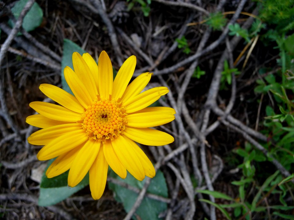 Doronic à grandes fleurs, Doronicum grandiflorum, Asteracé… 