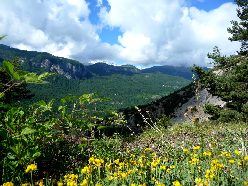 Lotier des Alpes, Lotus alpinus, Fabacées 