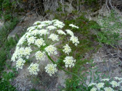 Carotte, Daucus carota, Apiacées 