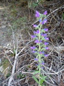 Vipérine commune, Echium vulgare, Boraginacées 