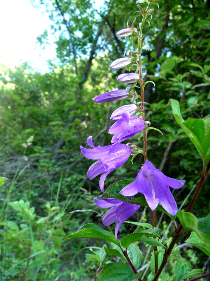 Campanule fausse raiponce, Campanula rapunculoides, Campan… 
