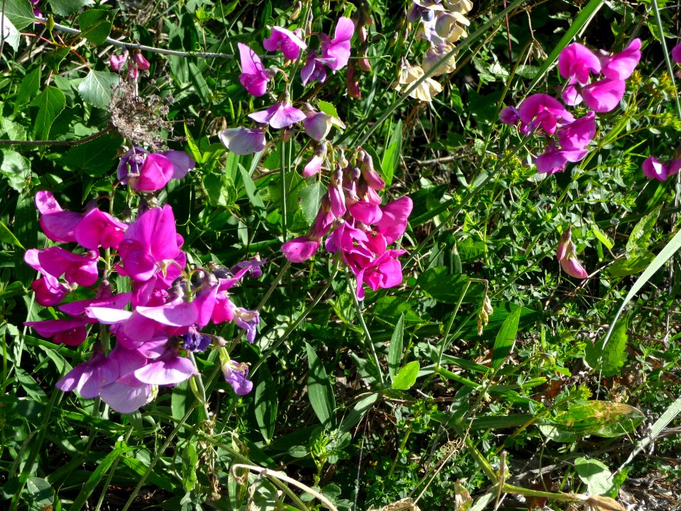 Gesse des bois, Lathyrus sylvestris, Fabacées 