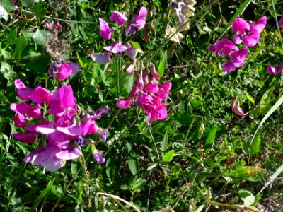 Gesse des bois, Lathyrus sylvestris, Fabacées 