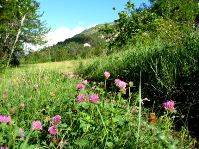 Trèfle violet, Trifolium pratense subsp. pratense, Fabacée… 