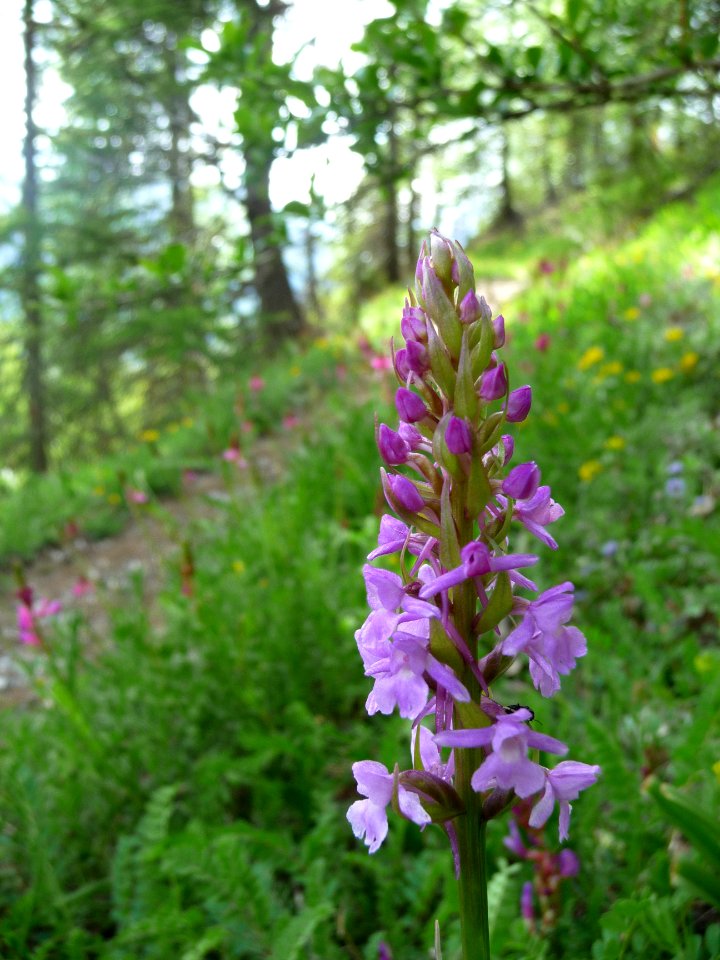 Orchis moustique, Gymnadenia conopsea, Orchidacées 