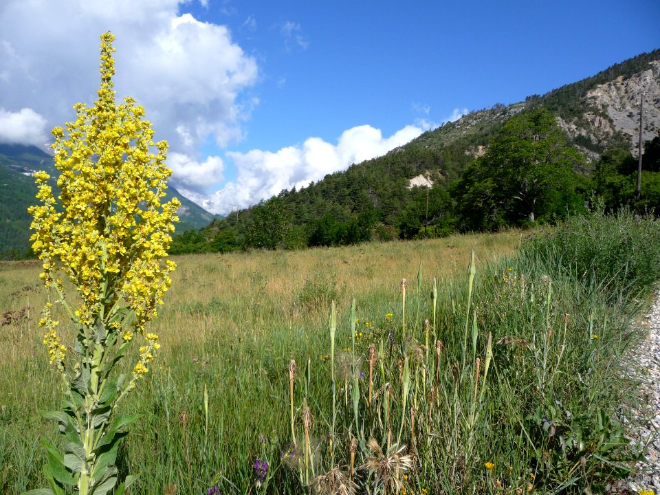 Molène lychnide, Verbascum lychnitis, Scrophulariacées 