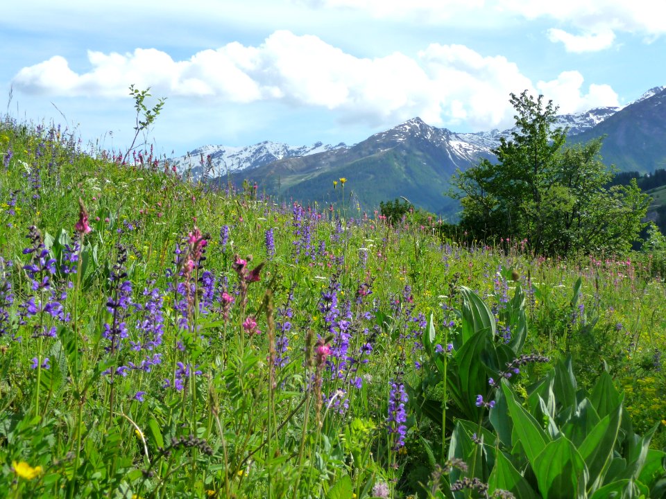 Sauge des prés et esparcettes des montagnes 