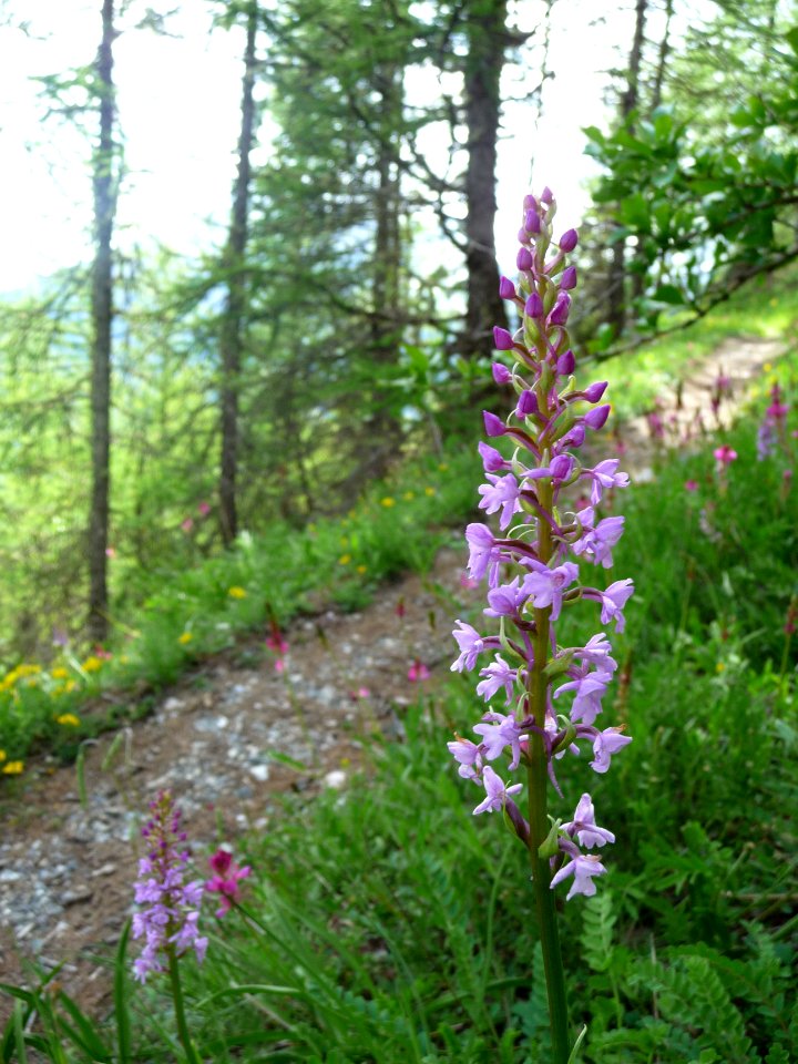 Orchis moustique, Gymnadenia conopsea, Orchidacées 